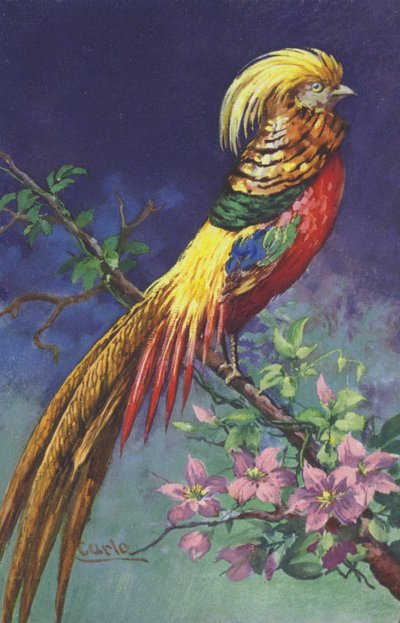 Tropical or Exotic Bird by European School